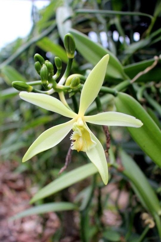 🌸 L’heure des fleurs de vanille : là où naît l’Or Noir de Madagascar