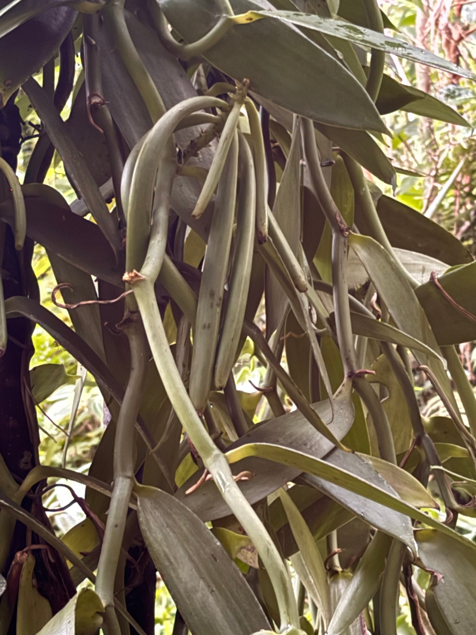 L’histoire d’un trésor : La vanille de Madagascar, un parfum d’exception