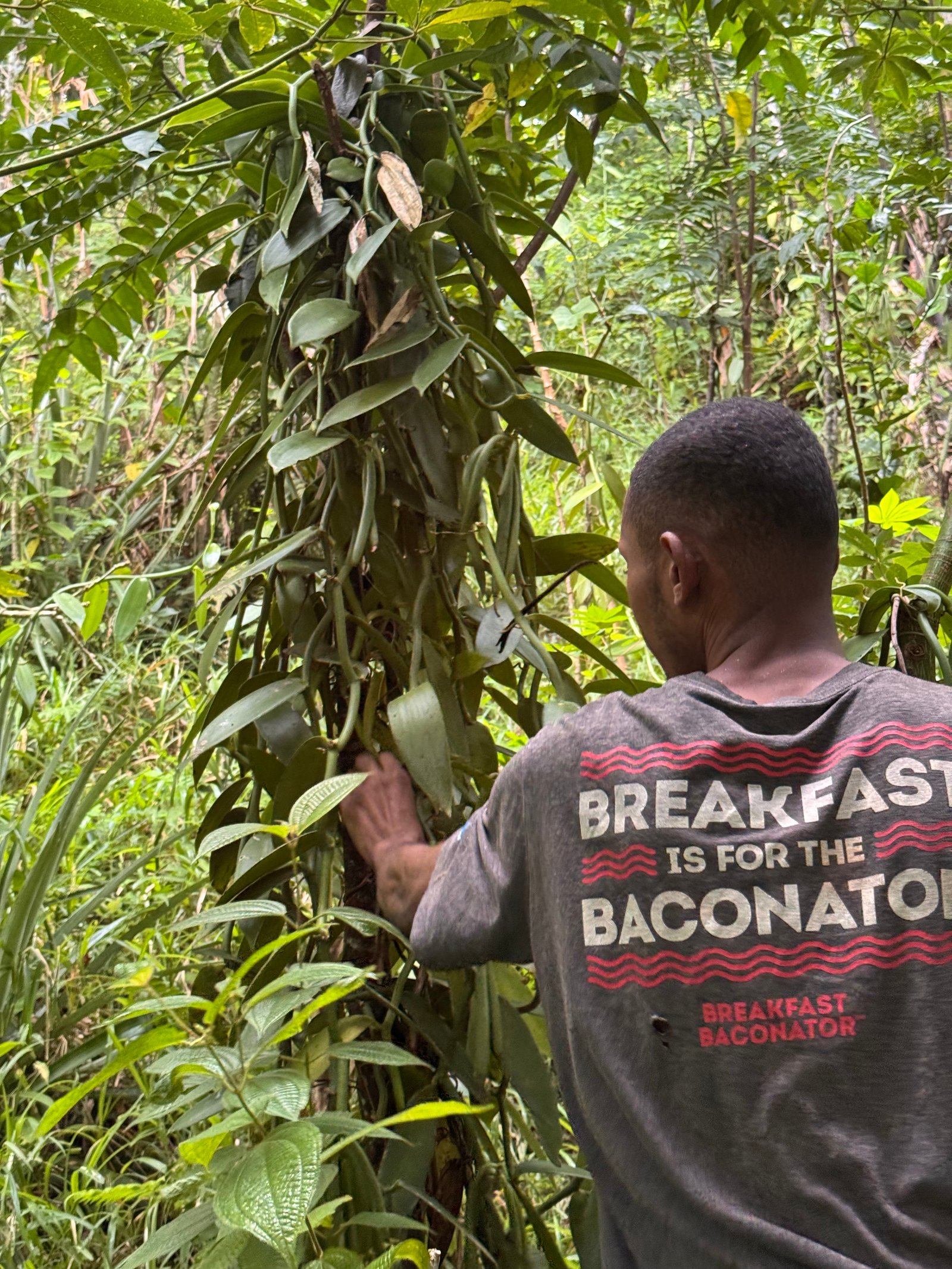 Pourquoi choisir la vanille de Madagascar ?