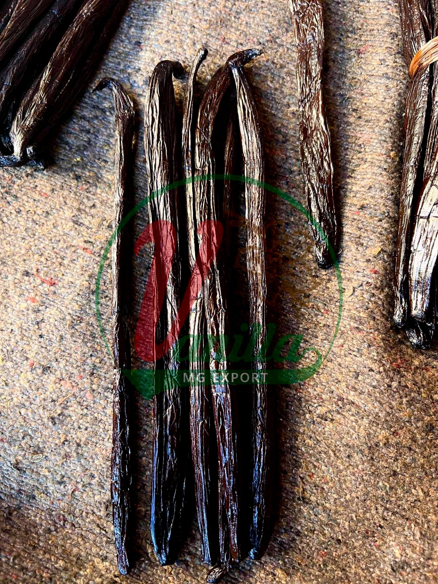 Vanille Pompona Premium 20 cm+ – Madagascar — photo 3